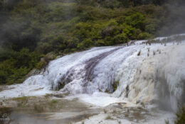 New Zealand 2025 (1 group) (65/66)